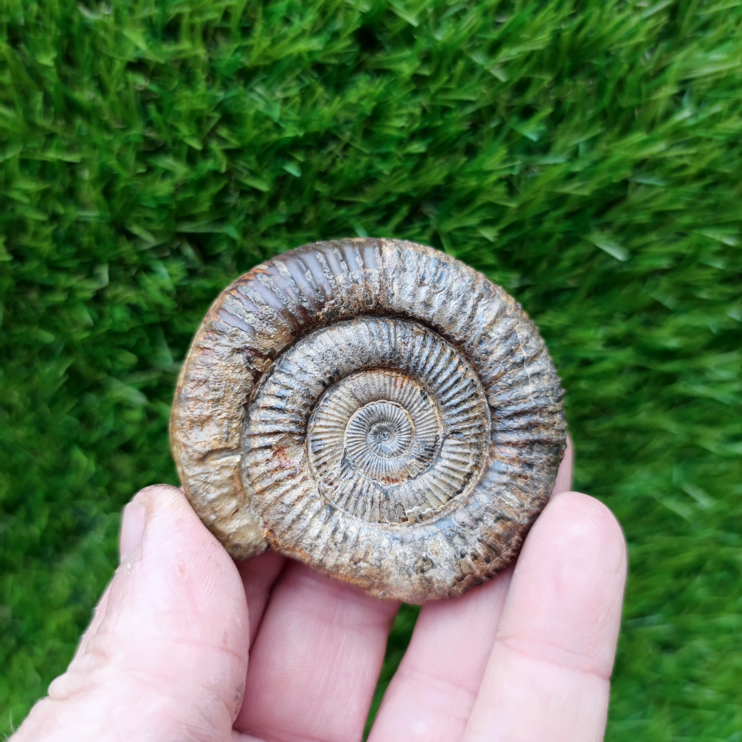 3D Ammonite fossil matrix free Whitby