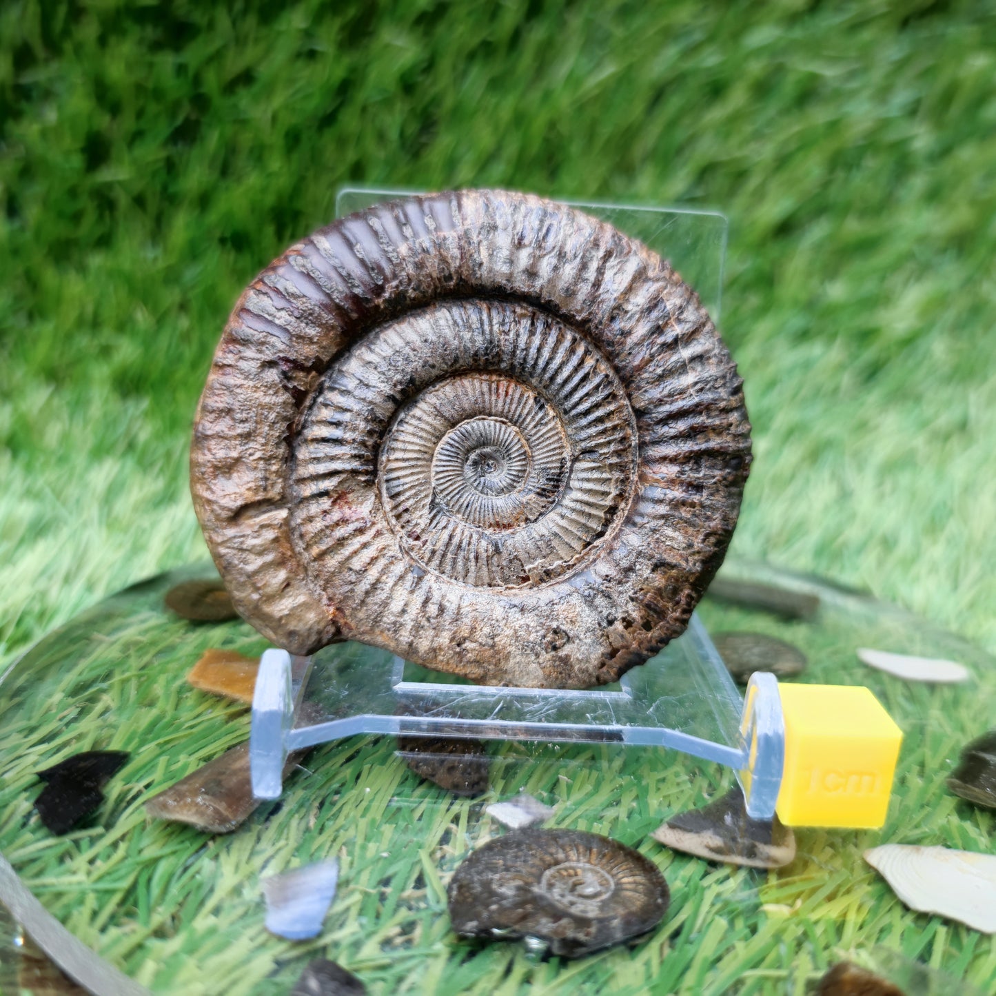 3D Ammonite fossil matrix free Whitby