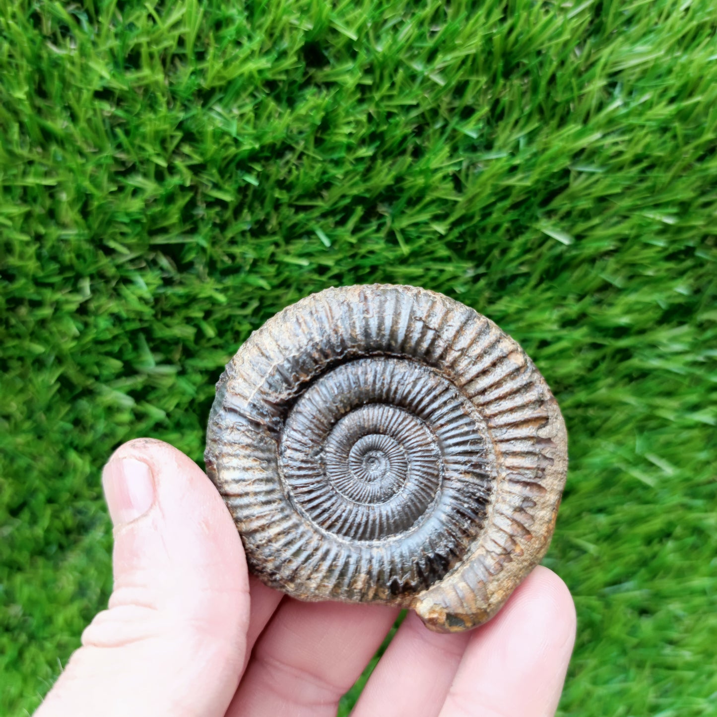 3D Ammonite fossil matrix free Whitby