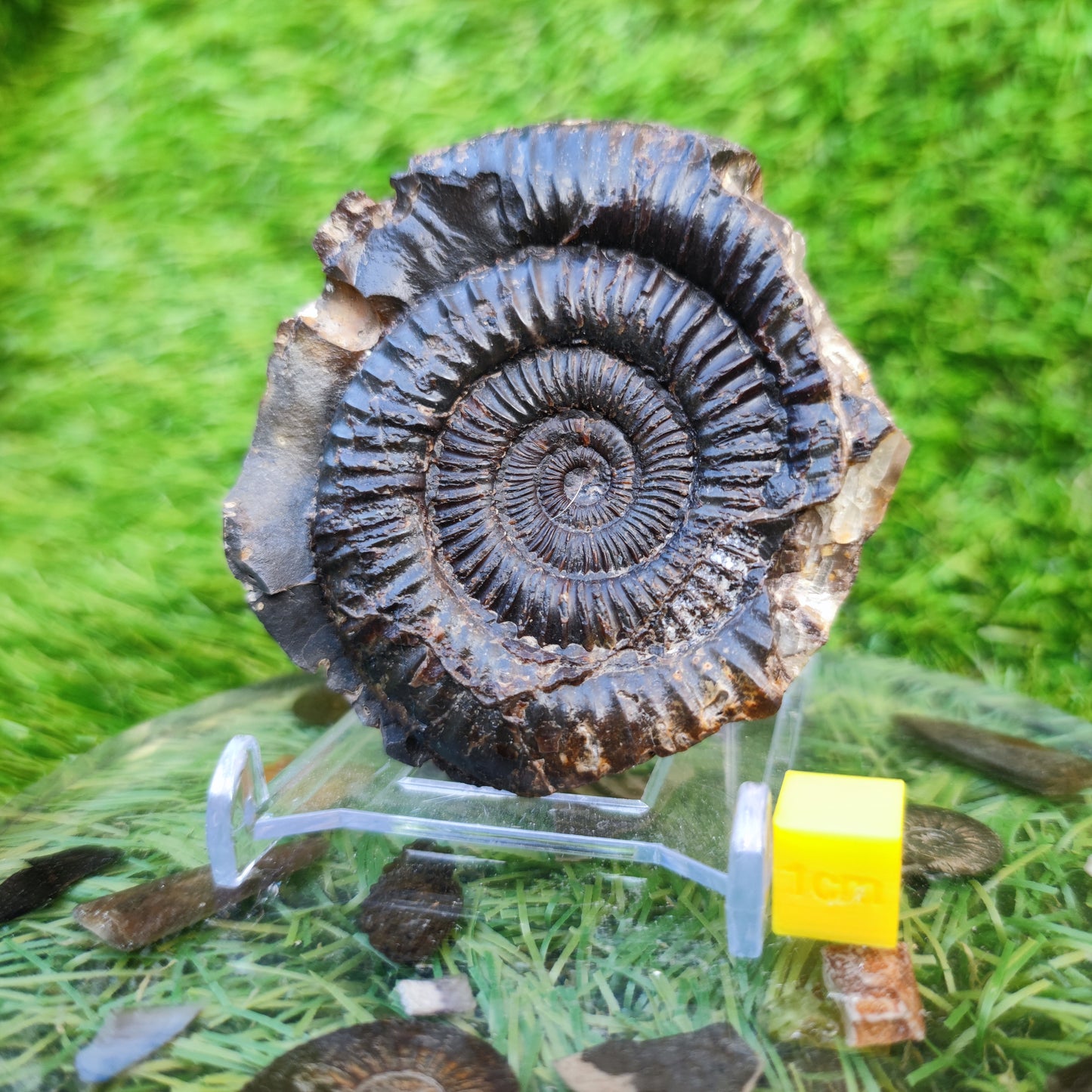 Ammonite fossil Whitby