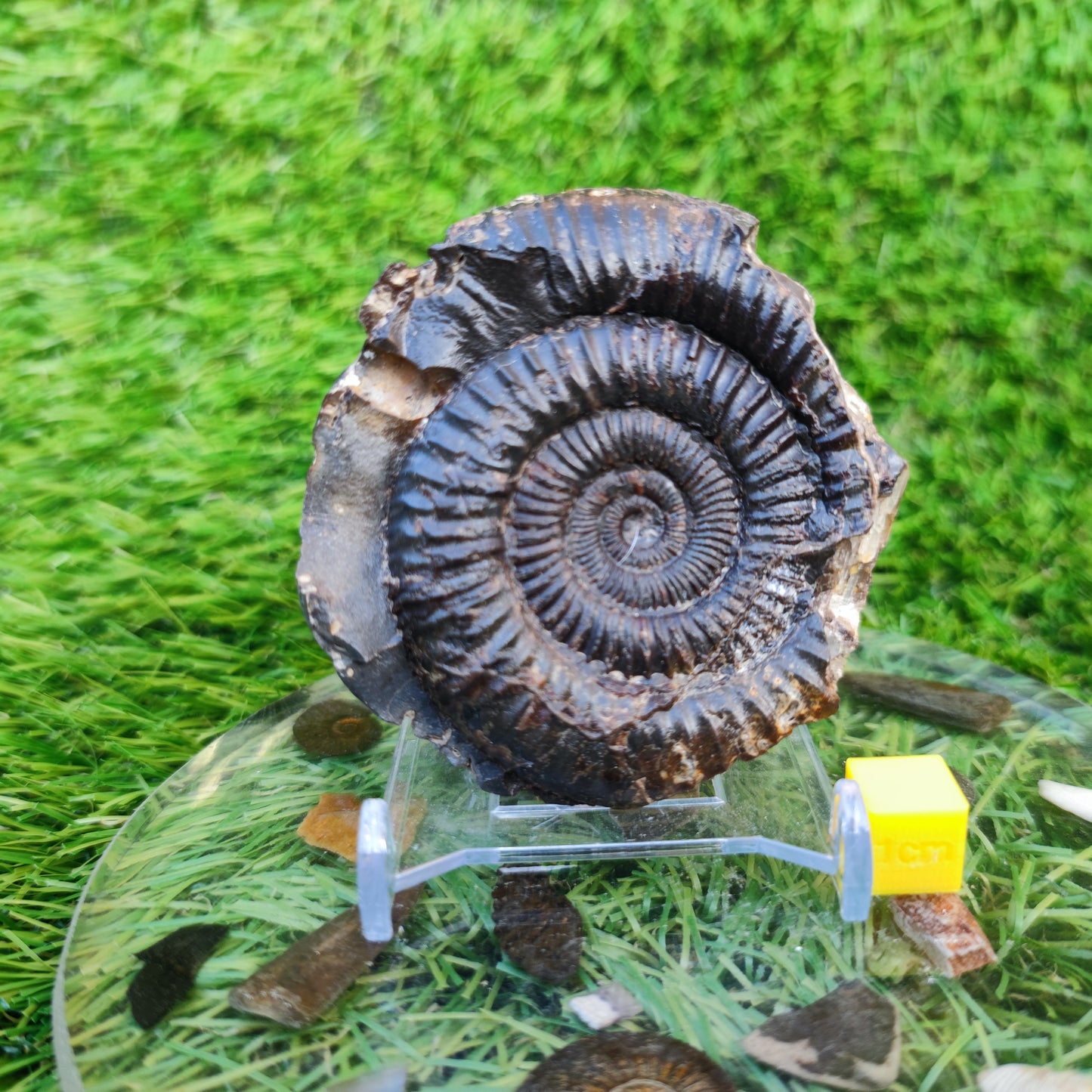 Ammonite fossil Whitby