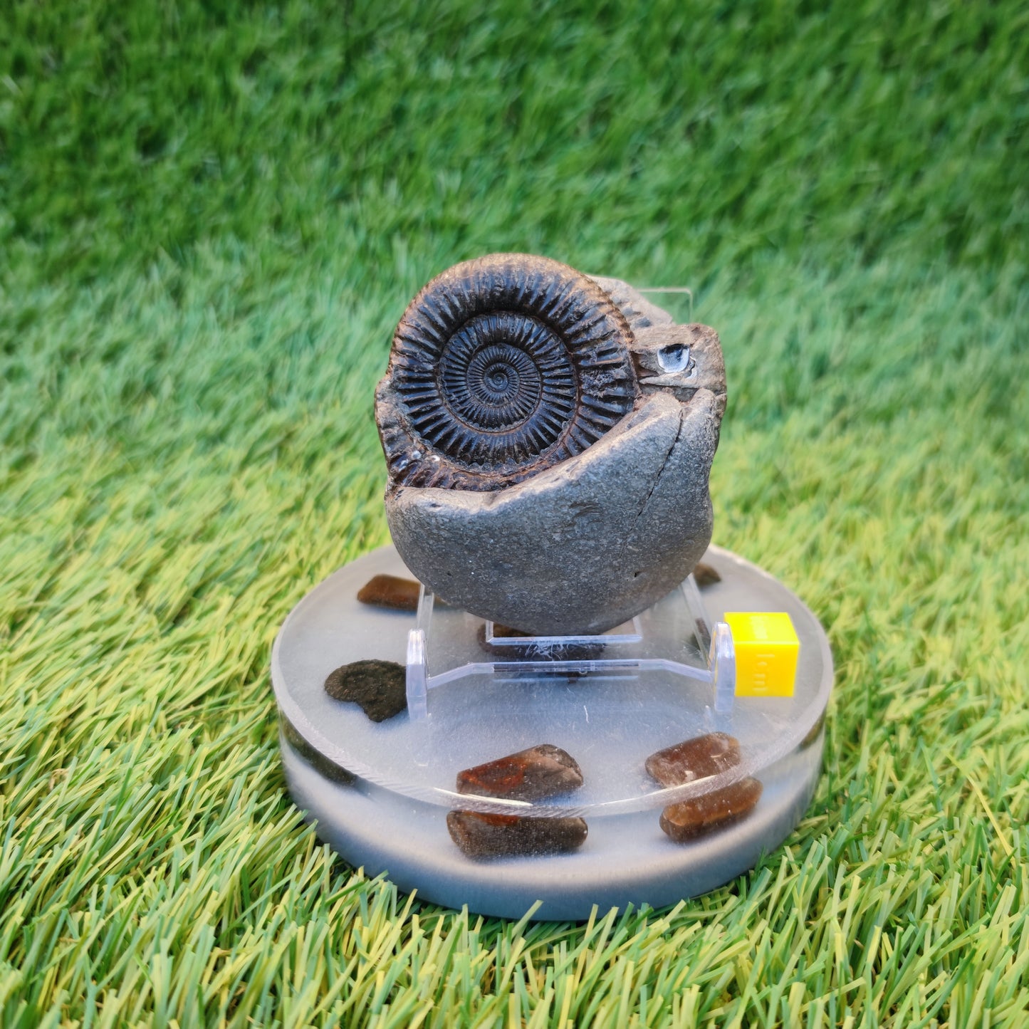 Dactylioceras ammonite fossil Whitby Yorkshire Jurassic coast