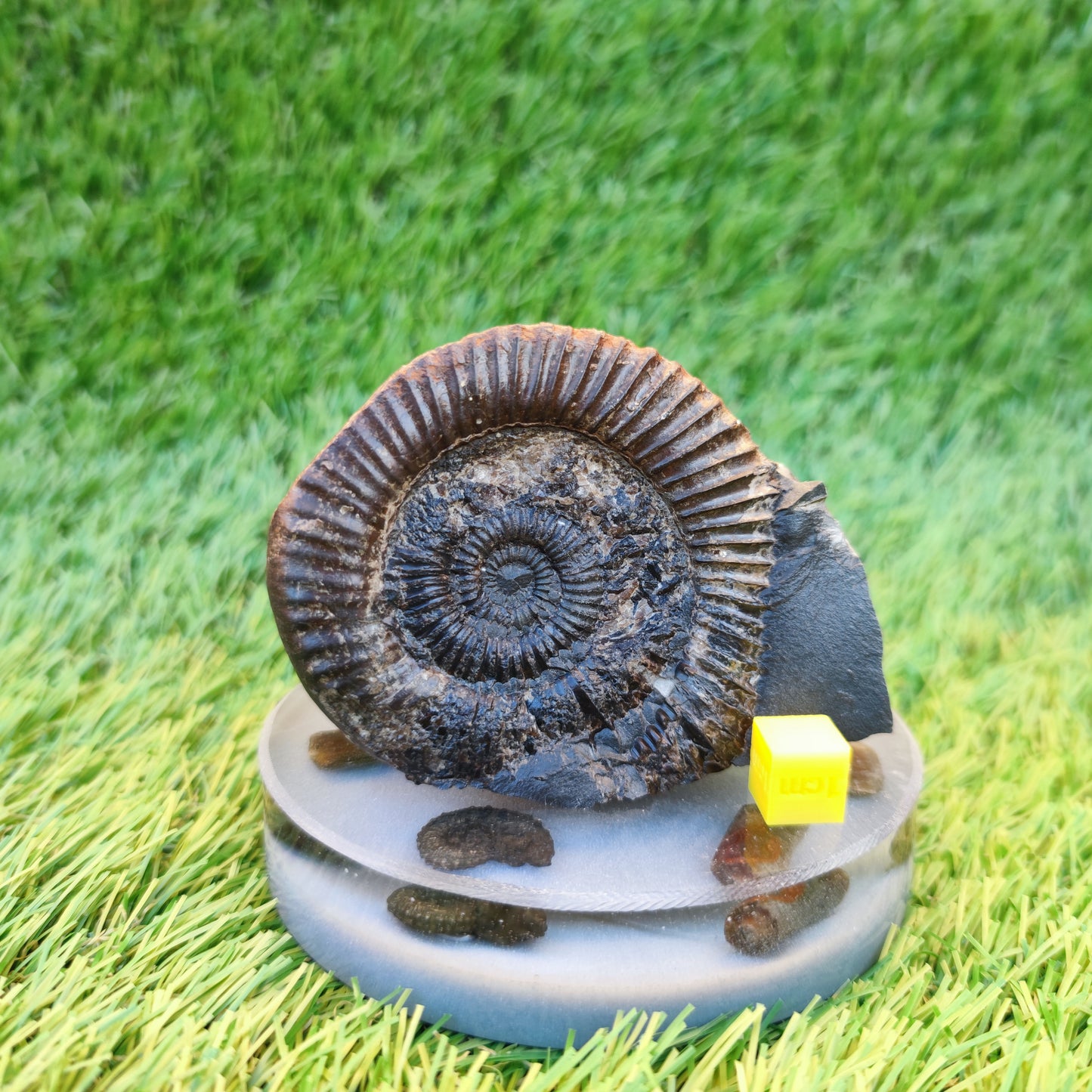 Dactylioceras ammonite fossil