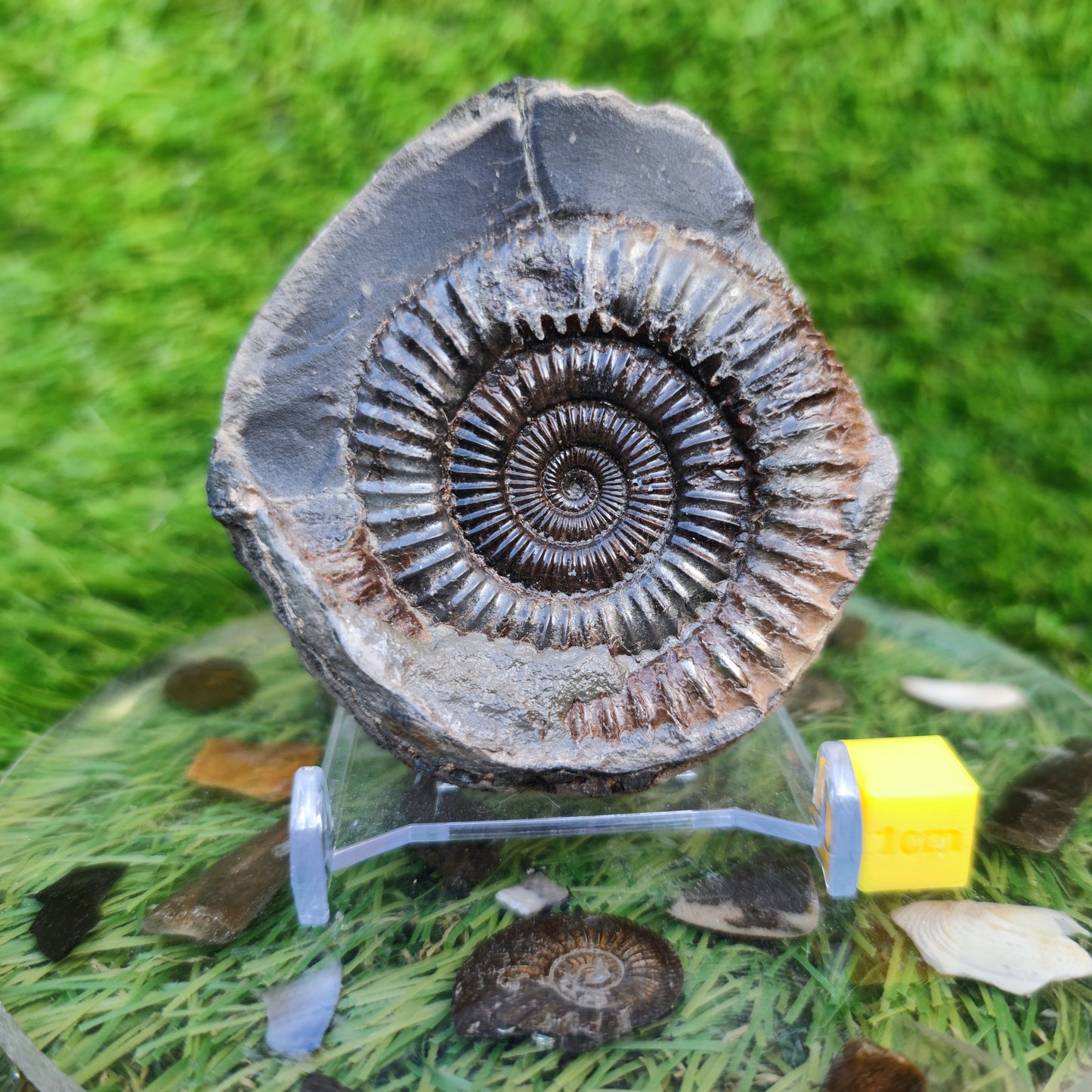 Ammonite fossil Dactylioceras Whitby Yorkshire