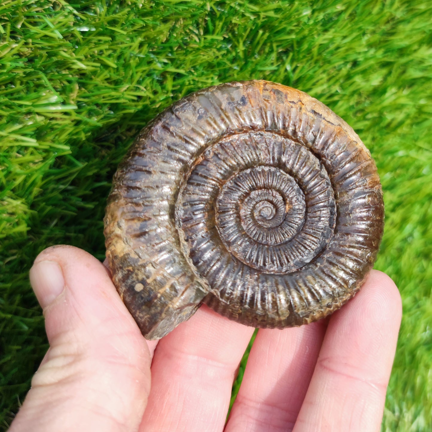 3D Ammonite Whitby North Yorkshire Fossils