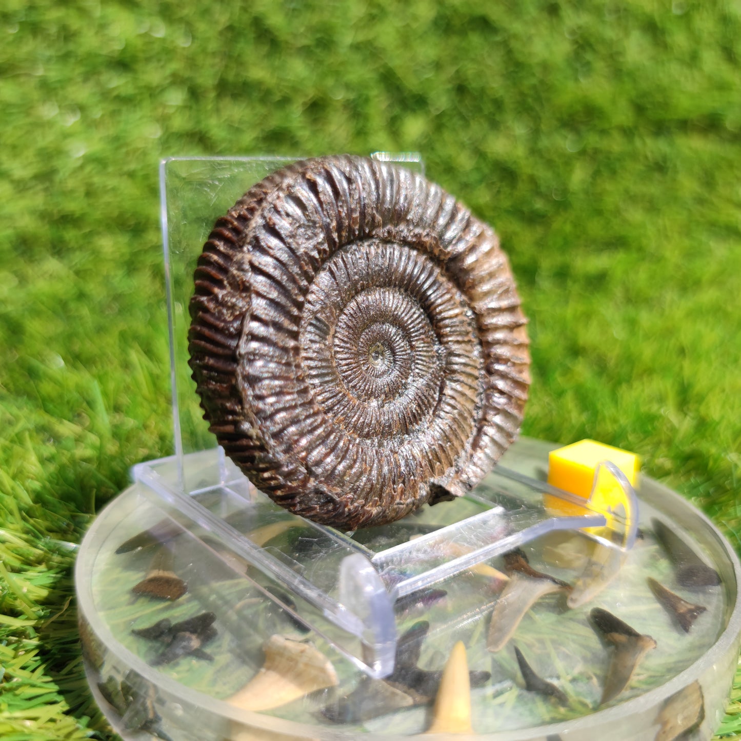 Ammonite fossil dactylioceras 3D Matrix free Whitby