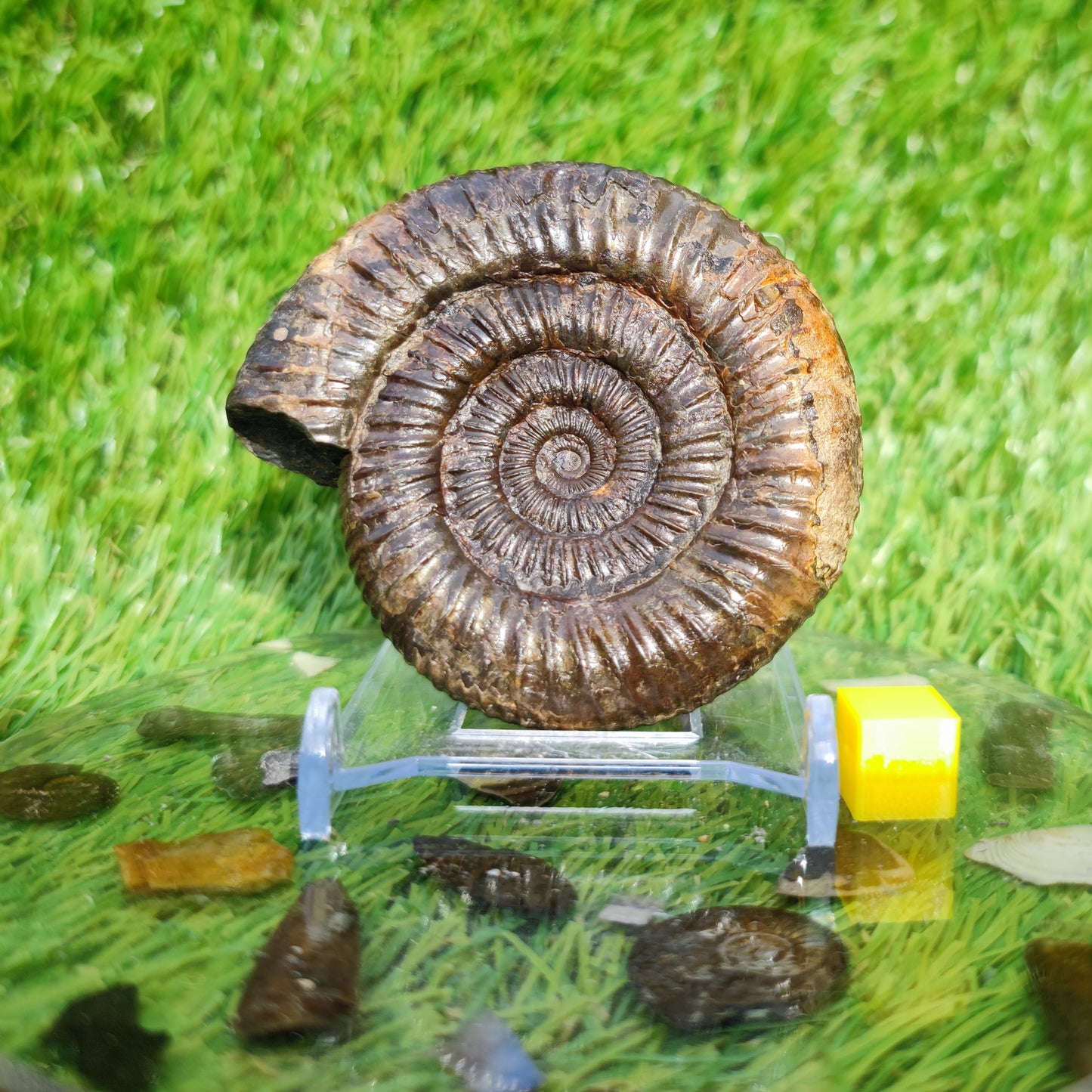3D Ammonite Whitby North Yorkshire Fossils