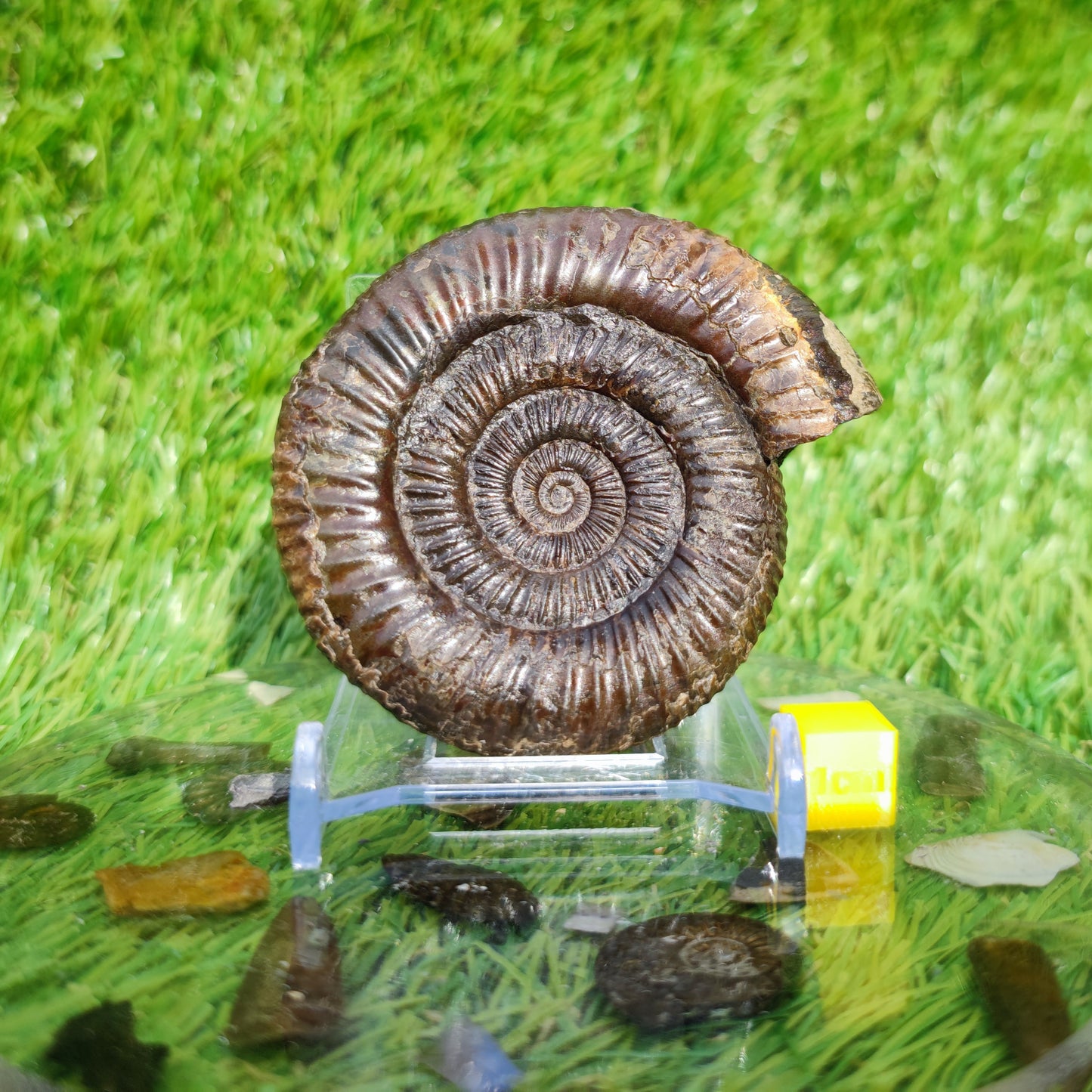 3D Ammonite Whitby North Yorkshire Fossils