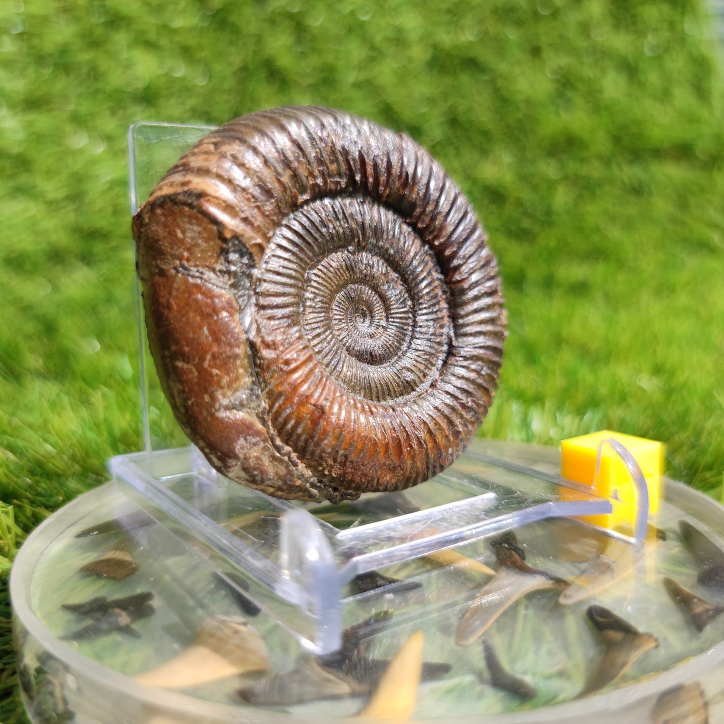 Ammonite fossil dactylioceras 3D Matrix free Whitby