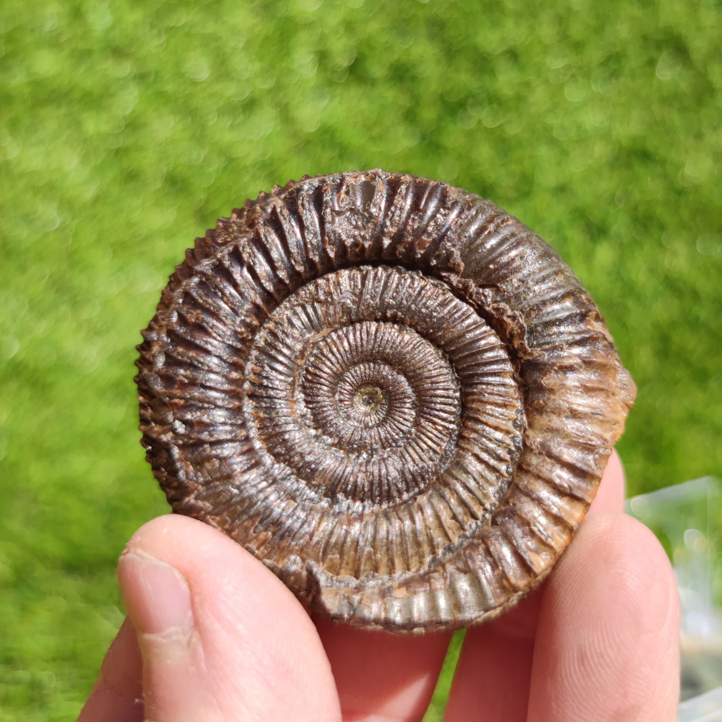 Ammonite fossil dactylioceras 3D Matrix free Whitby