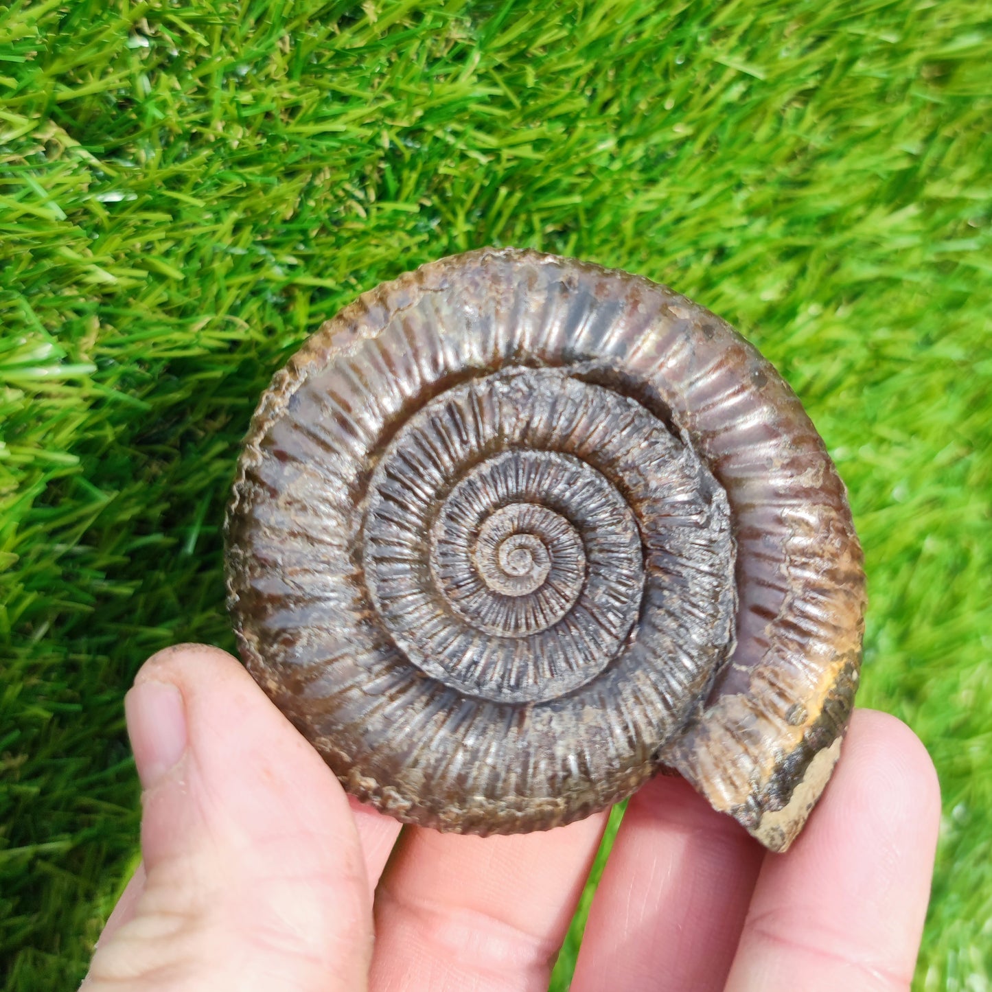 3D Ammonite Whitby North Yorkshire Fossils
