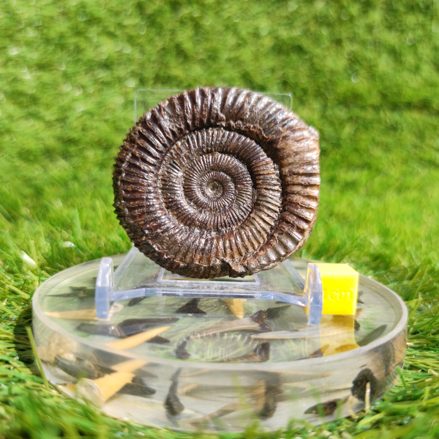 Ammonite fossil dactylioceras 3D Matrix free Whitby