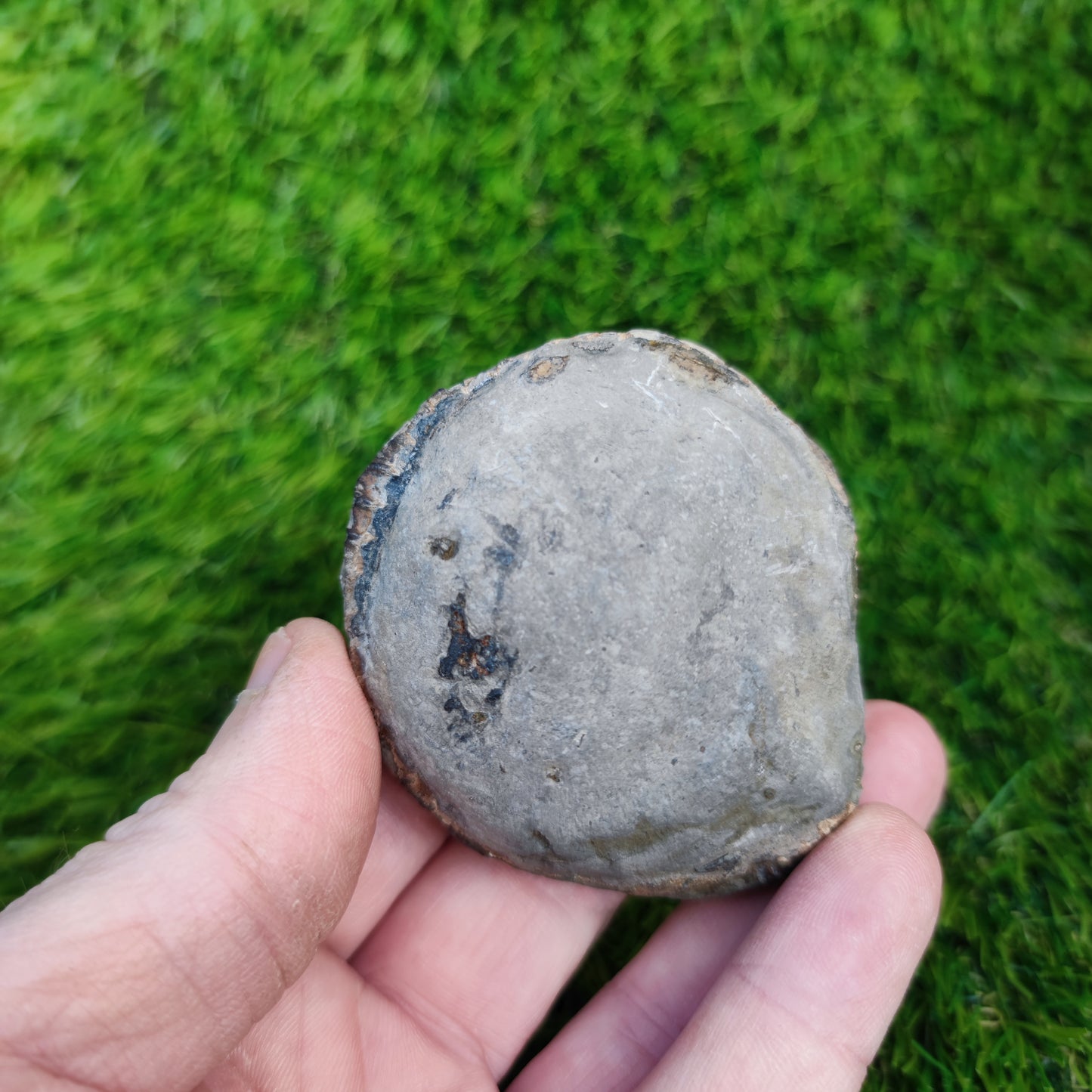 Ammonite fossil Dactylioceras Whitby Yorkshire