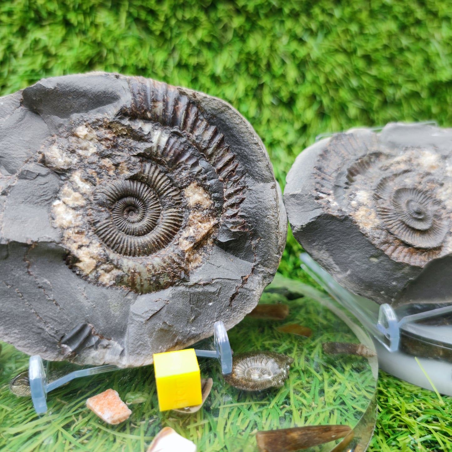 Ammonite fossil split pair Limestone nodule