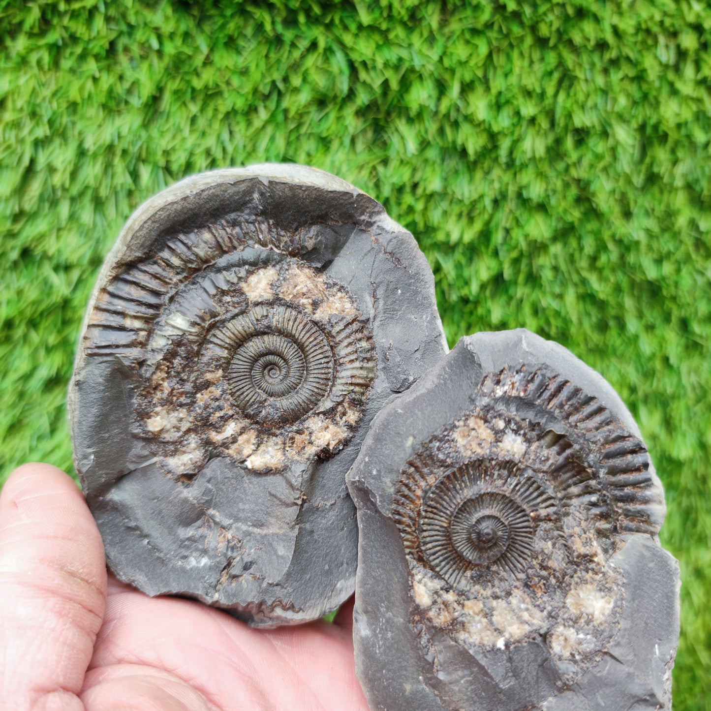 Ammonite fossil split pair Limestone nodule