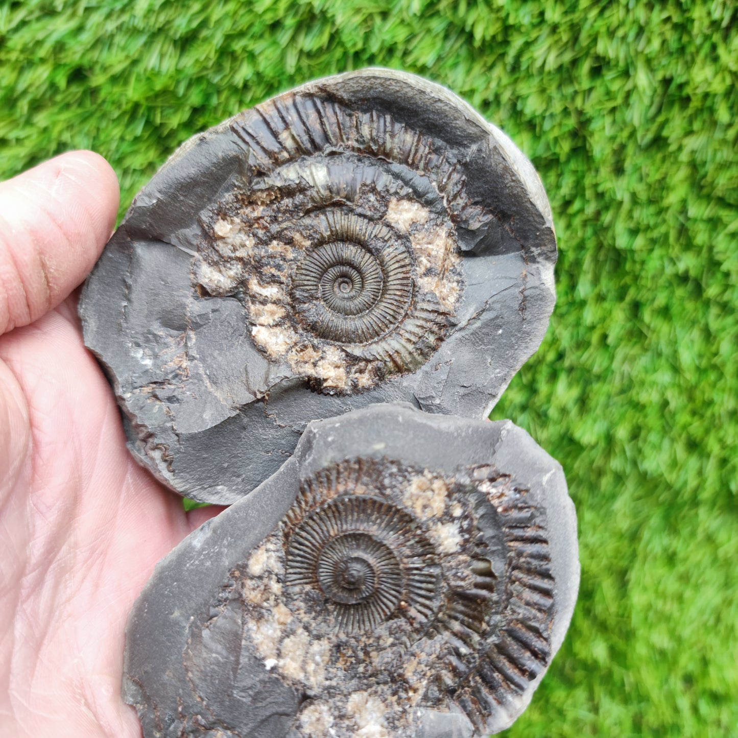 Ammonite fossil split pair Limestone nodule