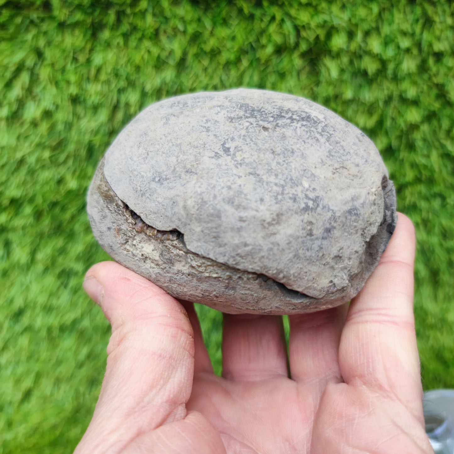 Ammonite fossil split pair Limestone nodule