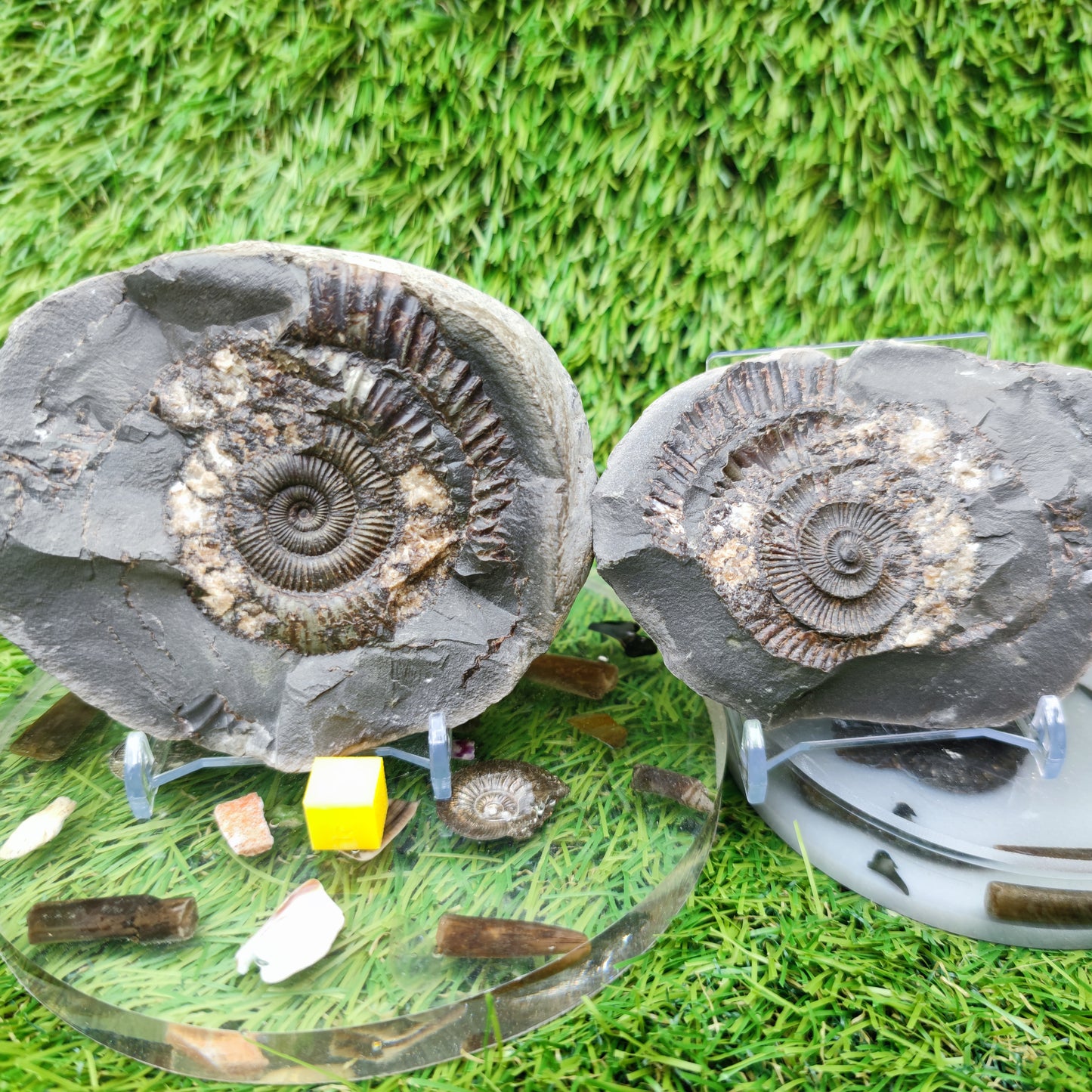 Ammonite fossil split pair Limestone nodule
