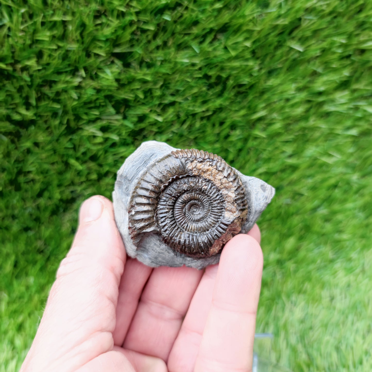 Ammonite fossil Yorkshire Jurassic coast