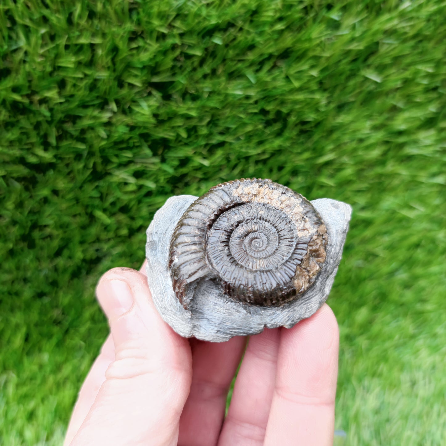Ammonite fossil Yorkshire Jurassic coast