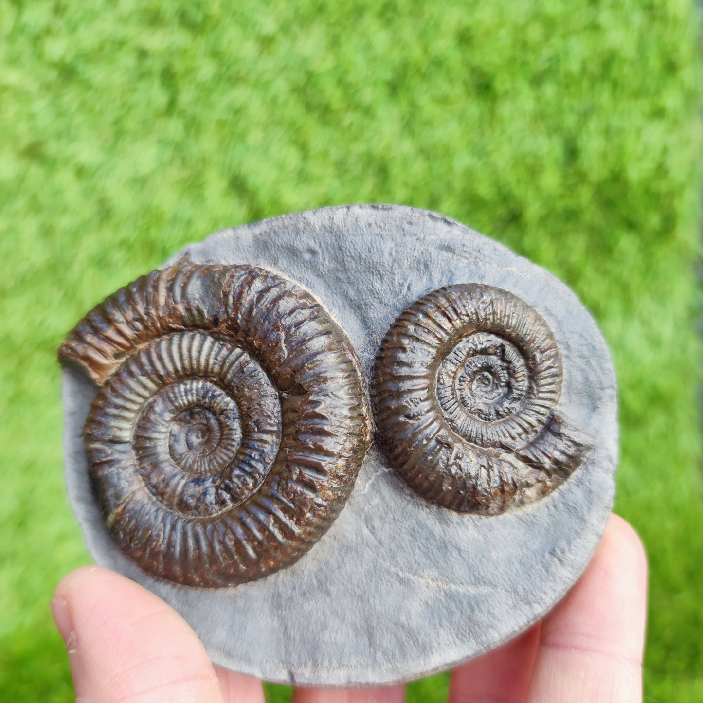 Ammonite Fossil double Dactylioceras North Yorkshire Fossils