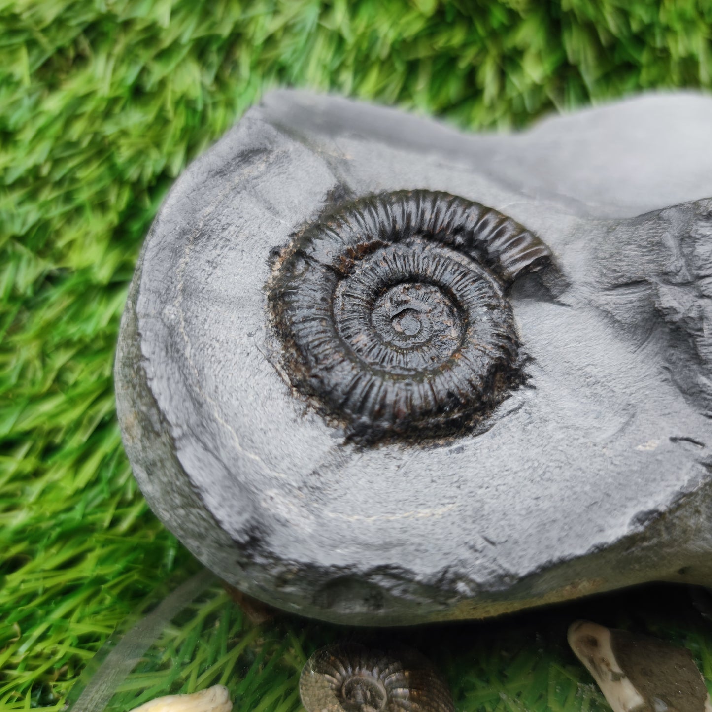 Ammonite fossil Holderness coast