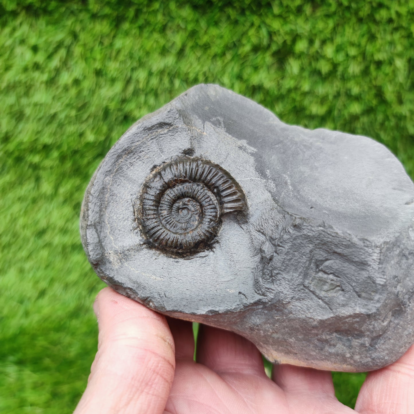 Ammonite fossil Holderness coast