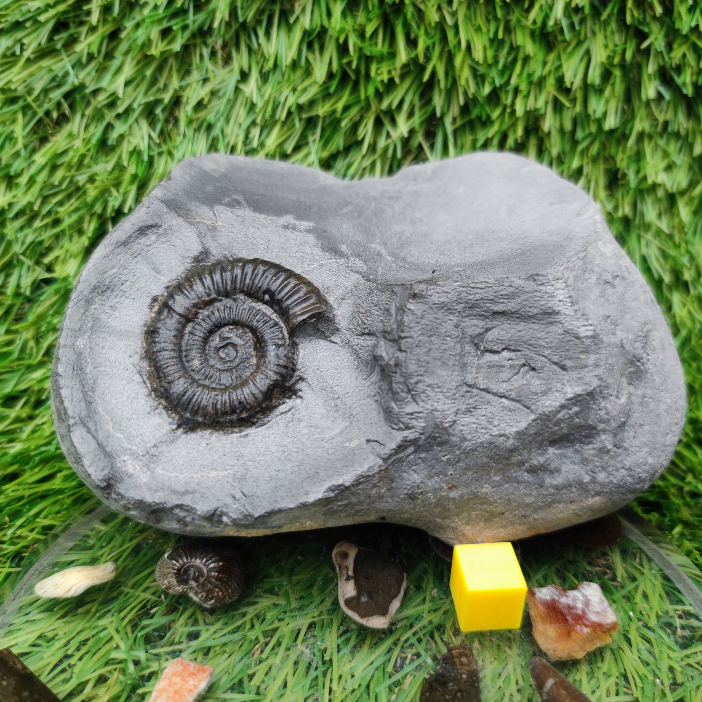 Ammonite fossil Holderness coast
