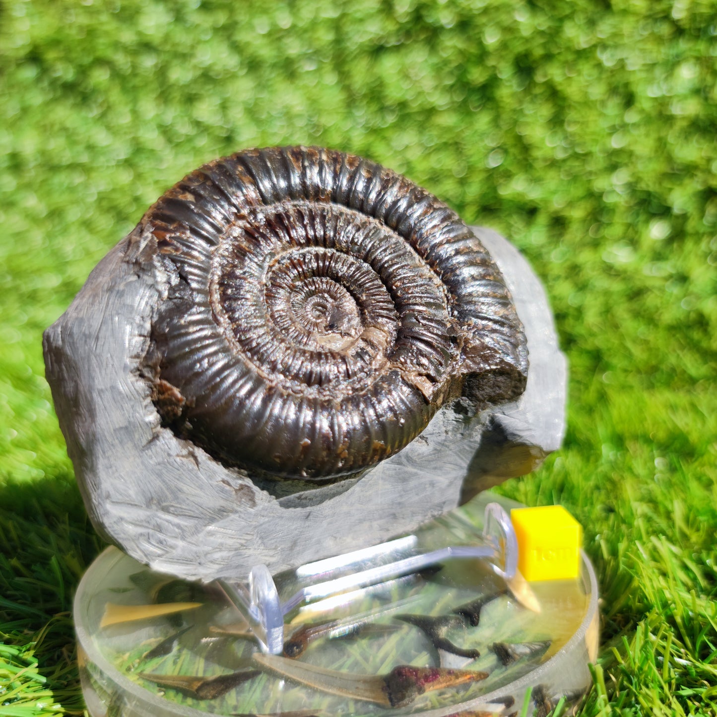 Ammonite fossil free standing North Yorkshire Dactylioceras