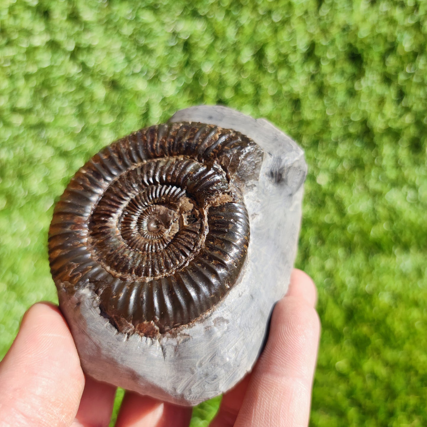 Ammonite fossil free standing North Yorkshire Dactylioceras