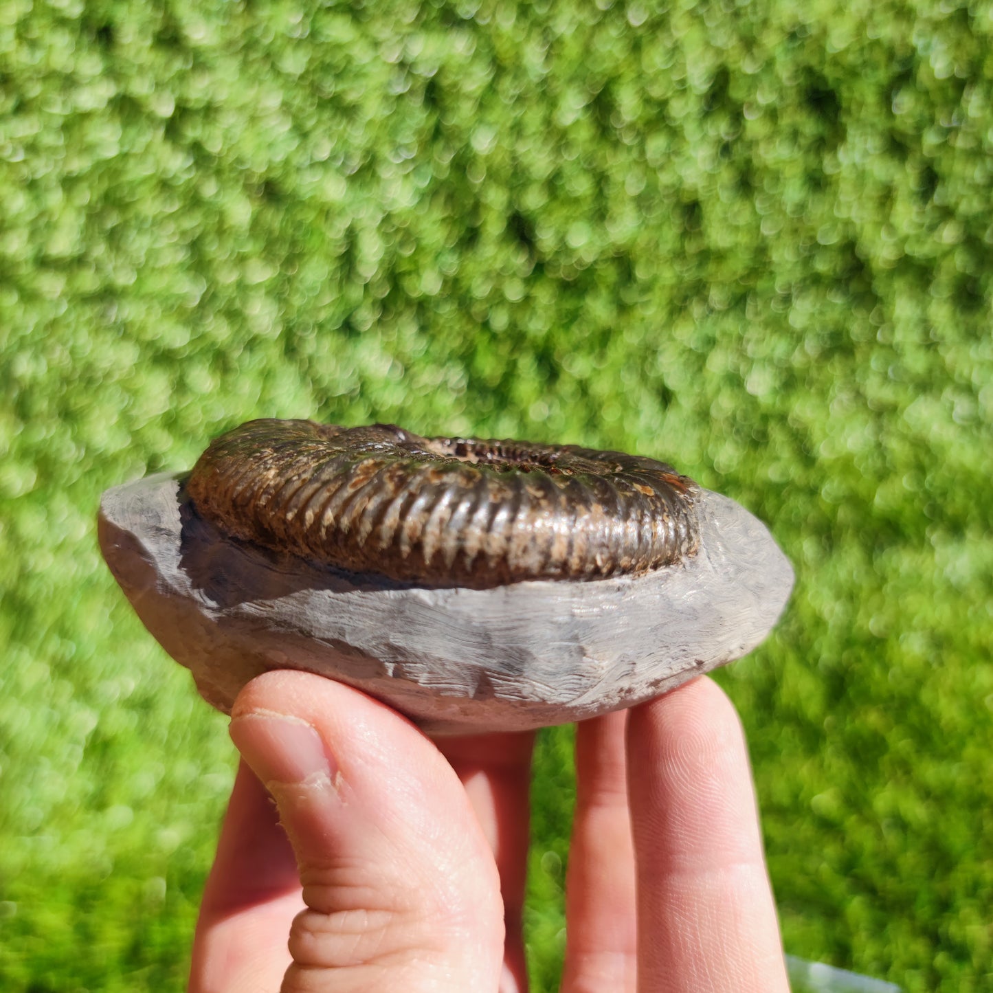 Ammonite fossil free standing North Yorkshire Dactylioceras