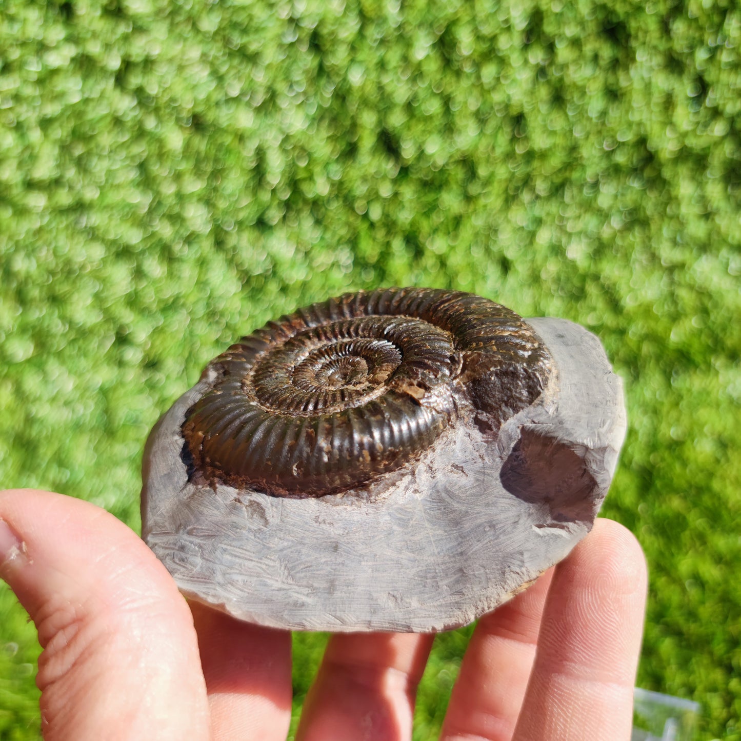 Ammonite fossil free standing North Yorkshire Dactylioceras