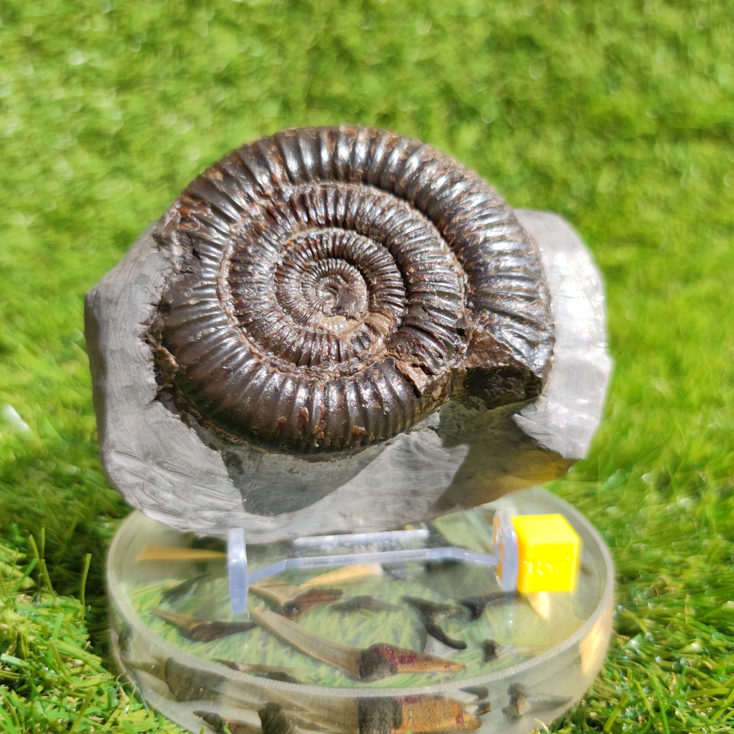 Ammonite fossil free standing North Yorkshire Dactylioceras