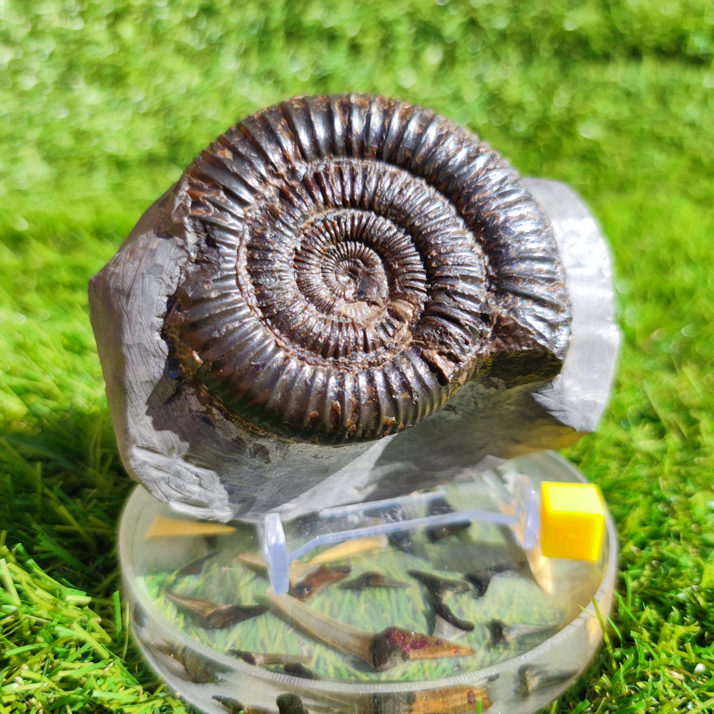 Ammonite fossil free standing North Yorkshire Dactylioceras