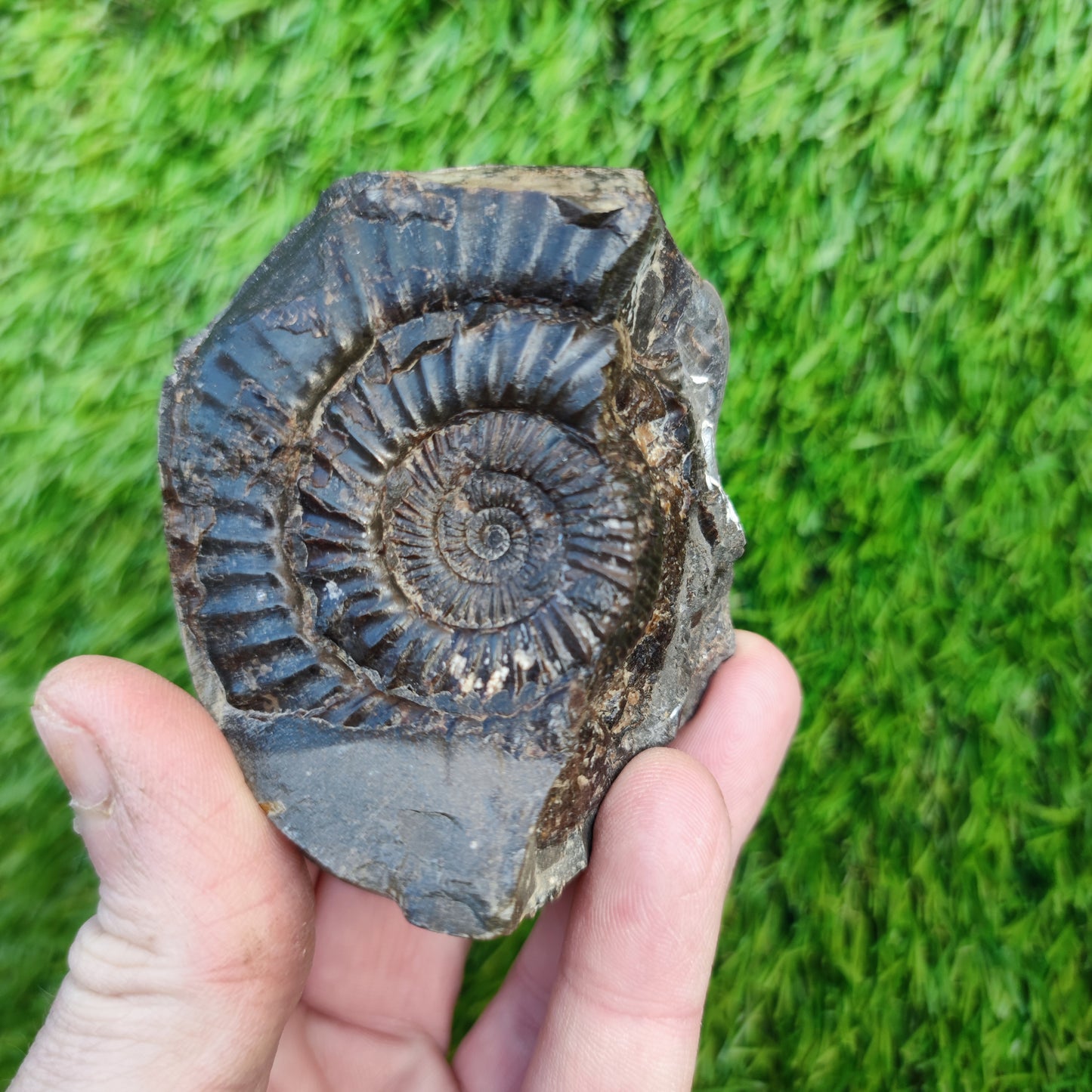 Ammonite fossil Kettleness Yorkshire