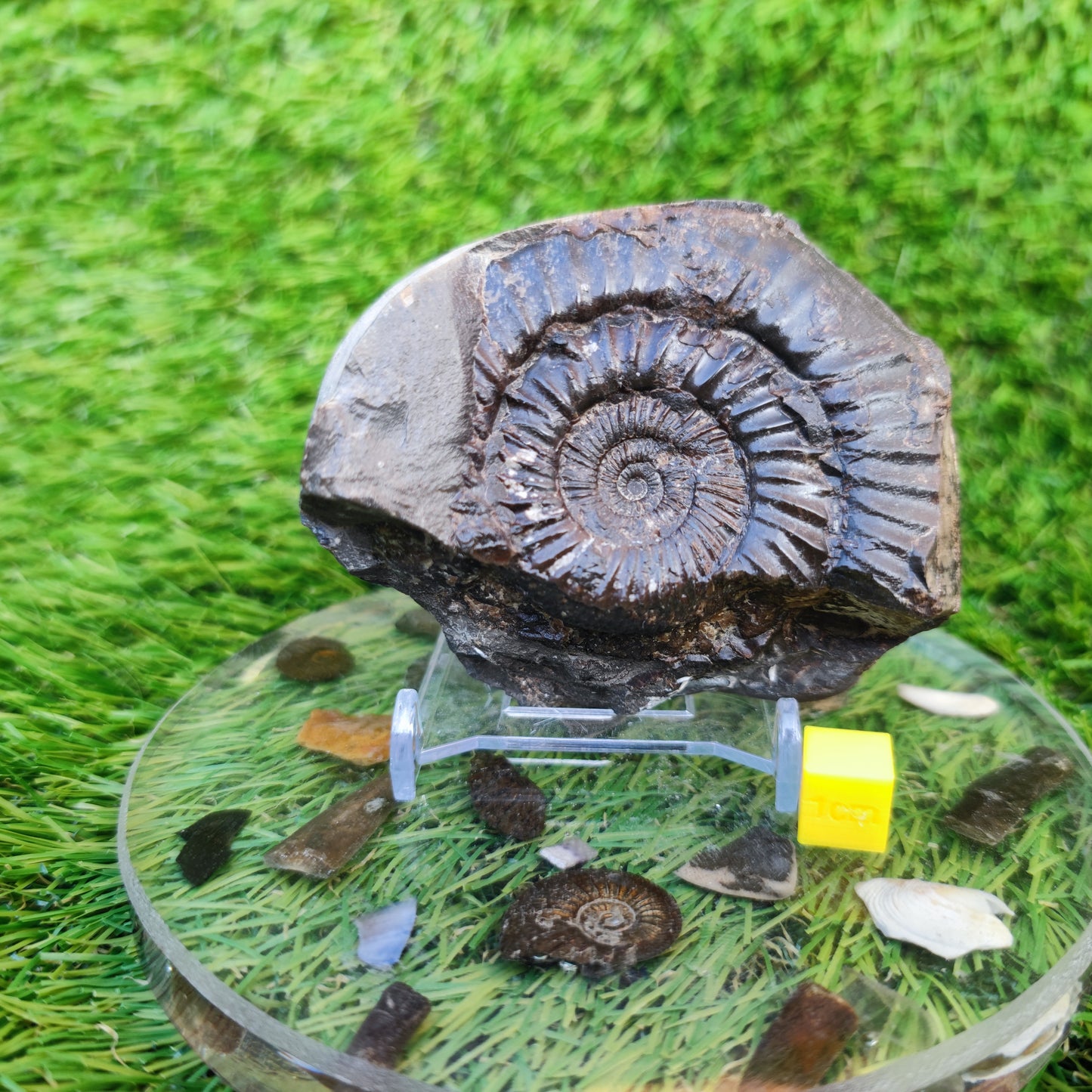 Ammonite fossil Kettleness Yorkshire