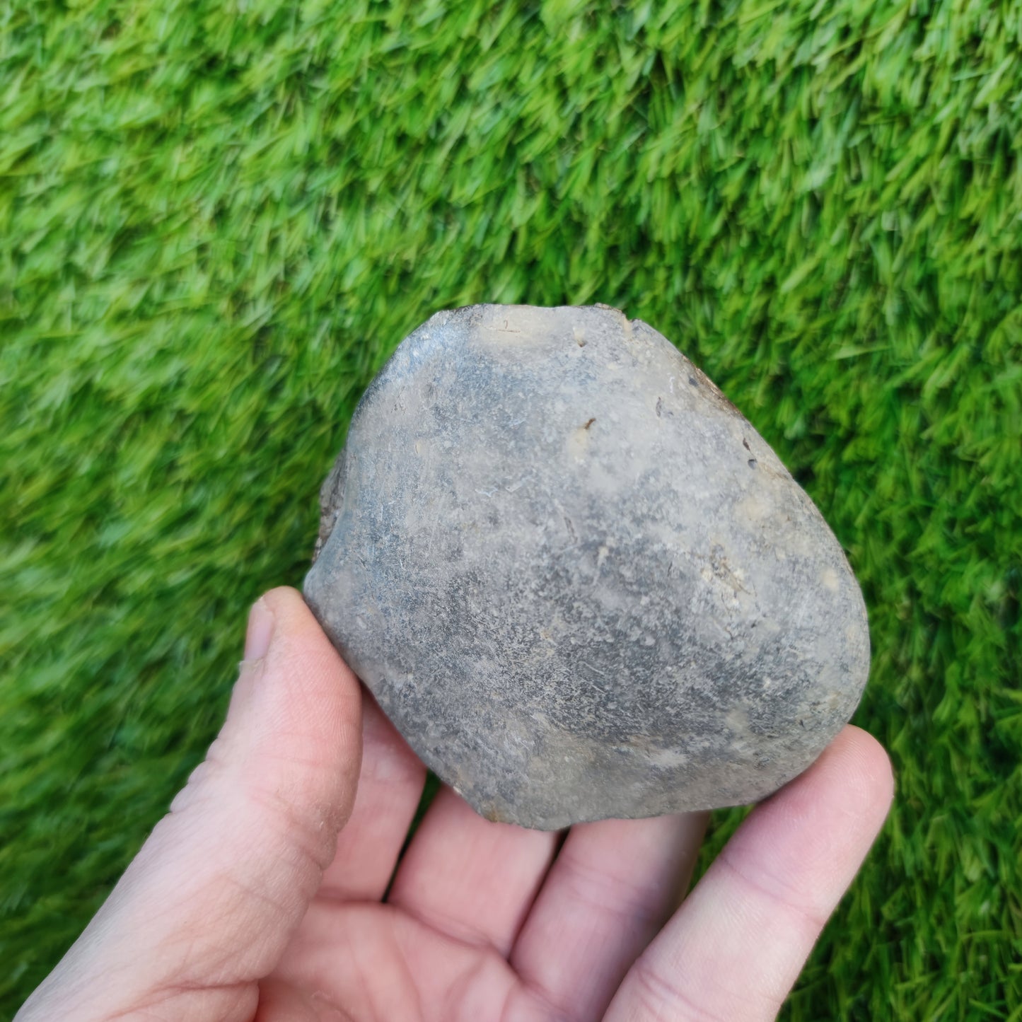 Ammonite fossil Kettleness Yorkshire