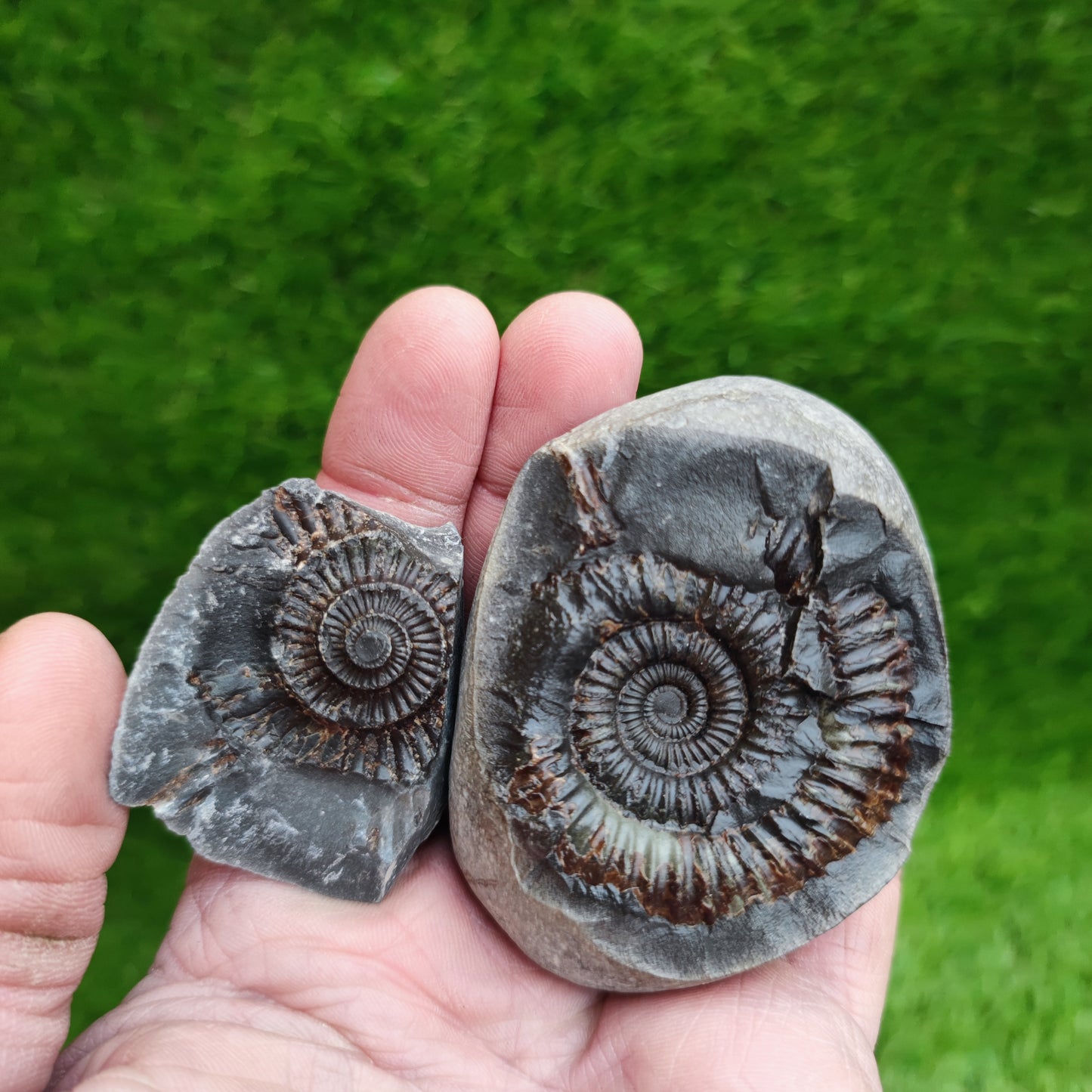 Ammonite fossil split pair Whitby Yorkshire