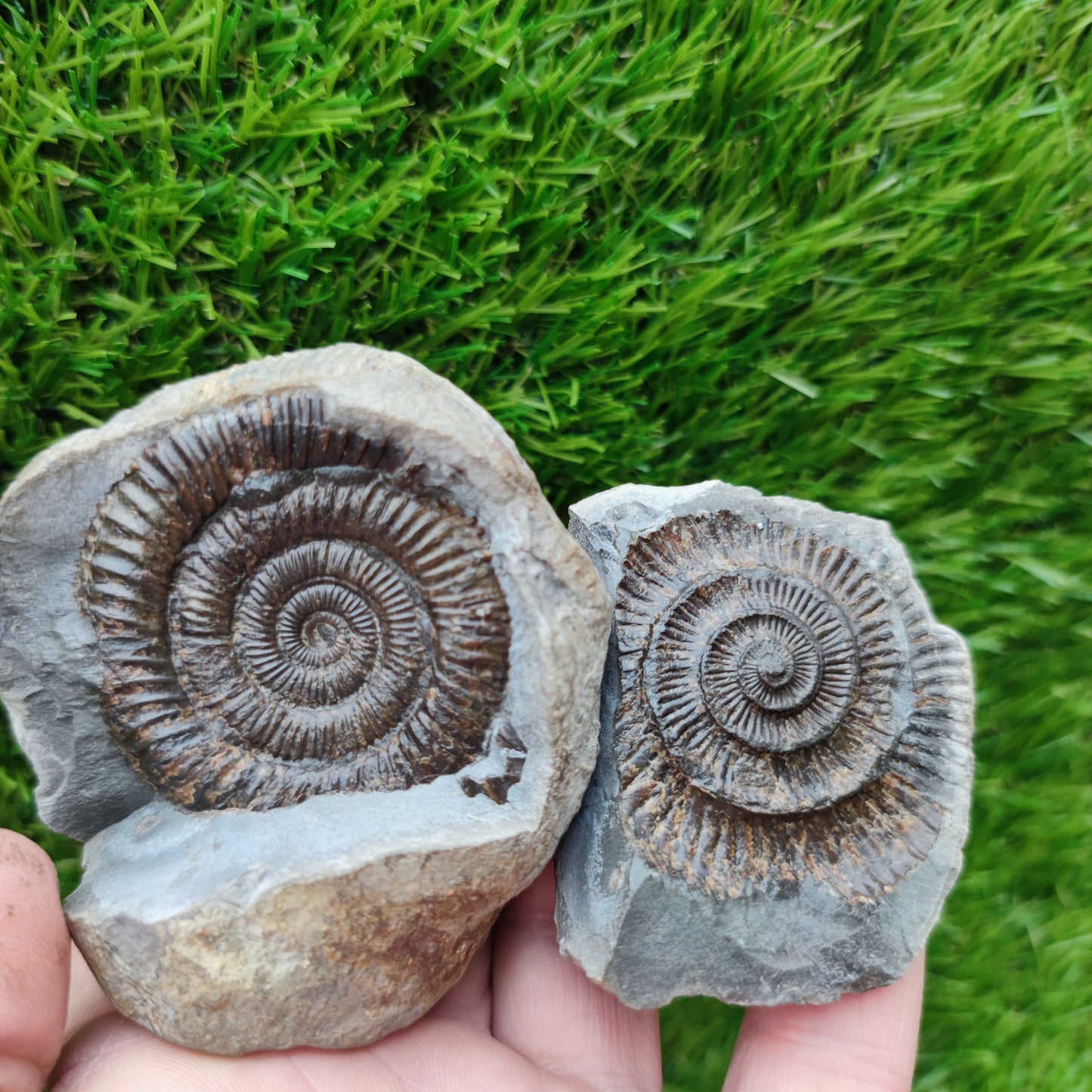 Ammonite fossil dactylioceras split pair