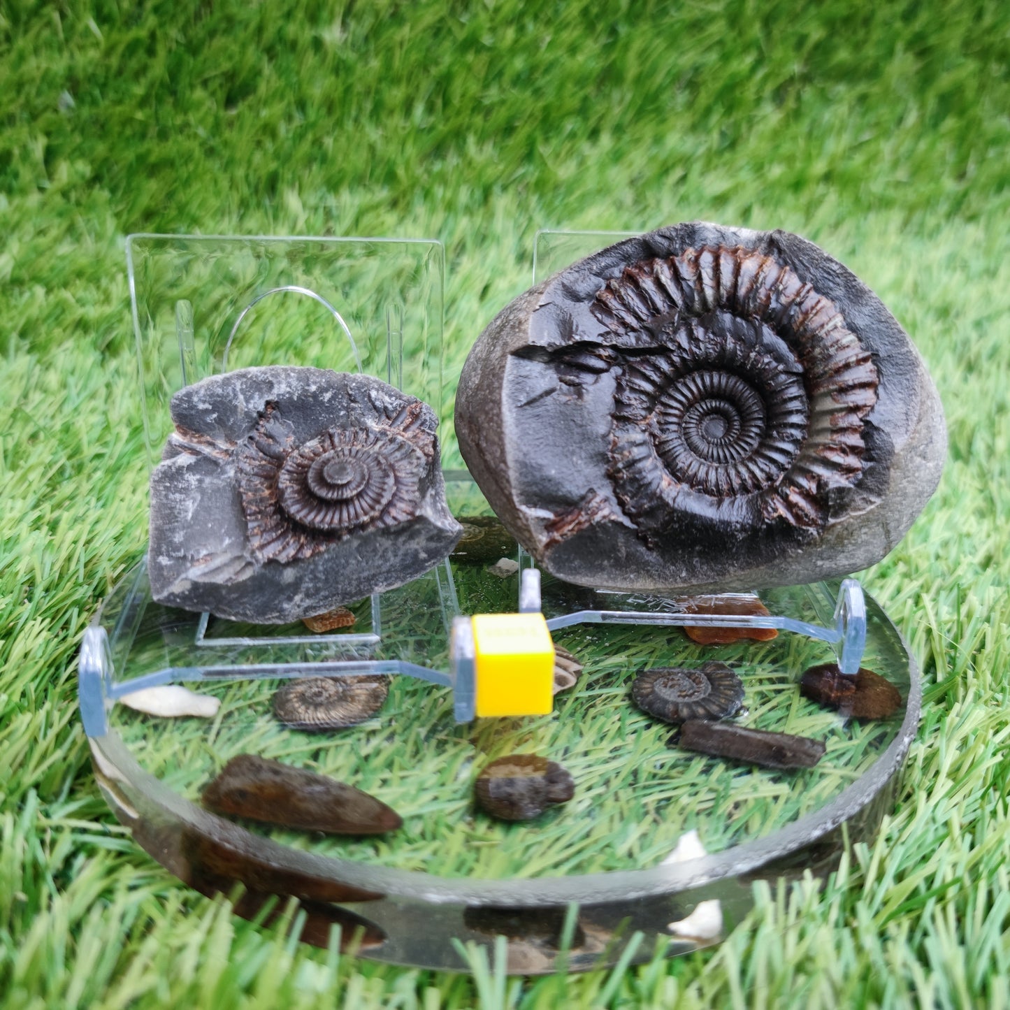 Ammonite fossil split pair Whitby Yorkshire