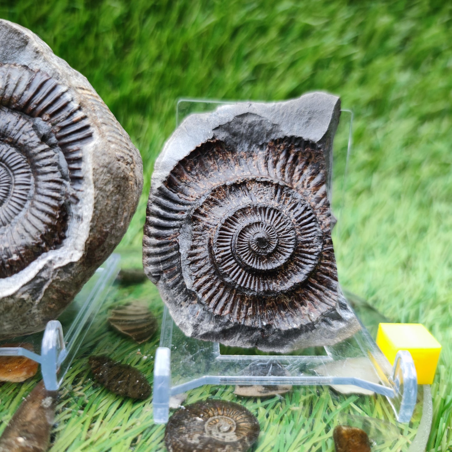 Ammonite fossil dactylioceras split pair