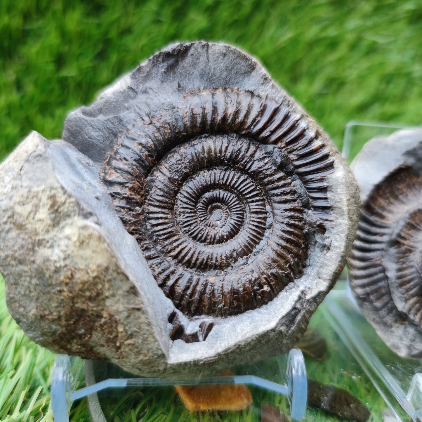 Ammonite fossil dactylioceras split pair