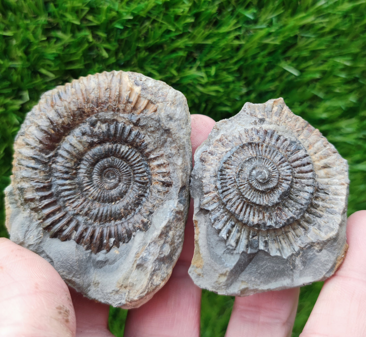 Ammonite fossil split pair North Yorkshire Fossils