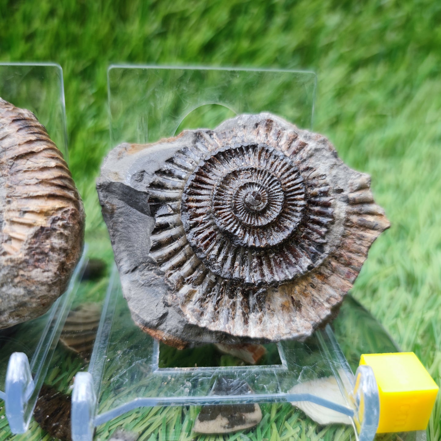 Ammonite fossil split pair North Yorkshire Fossils