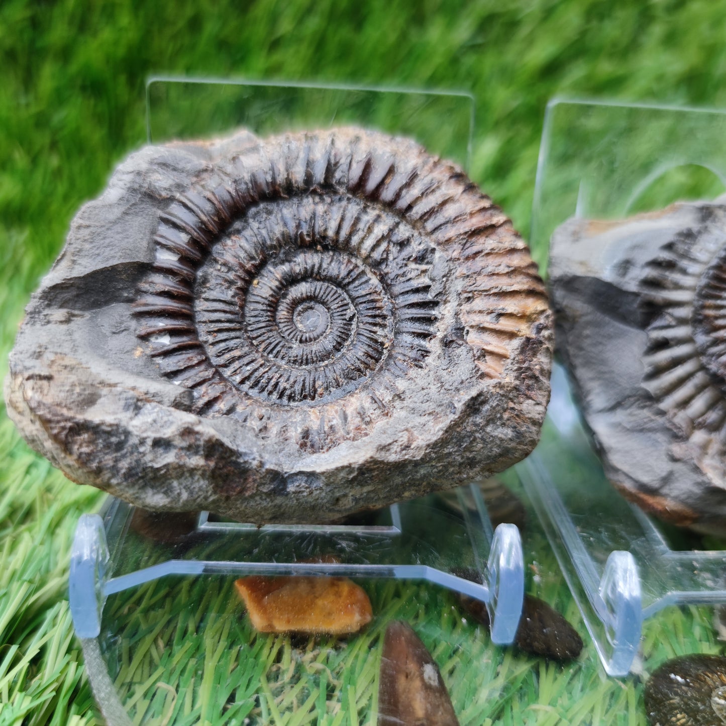 Ammonite fossil split pair North Yorkshire Fossils