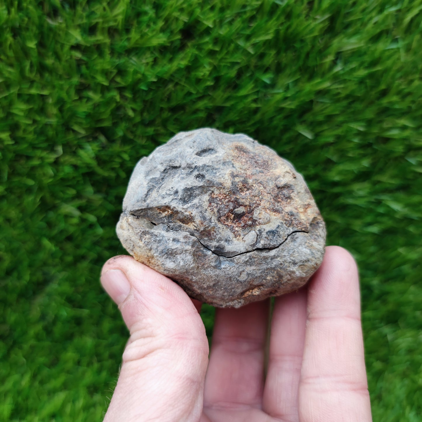 Ammonite fossil split pair North Yorkshire Fossils