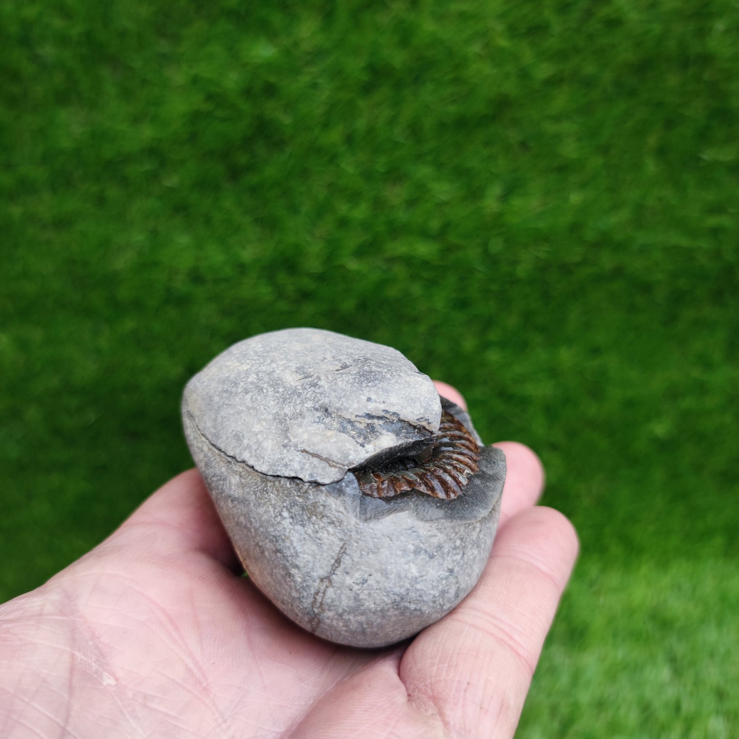 Ammonite fossil split pair Whitby Yorkshire