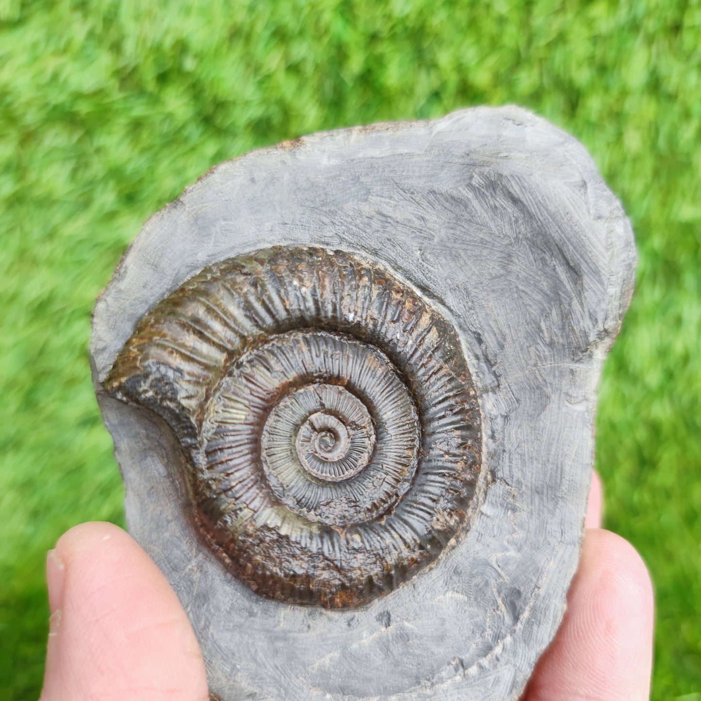 Dactylioceras North Yorkshire ammonite fossil