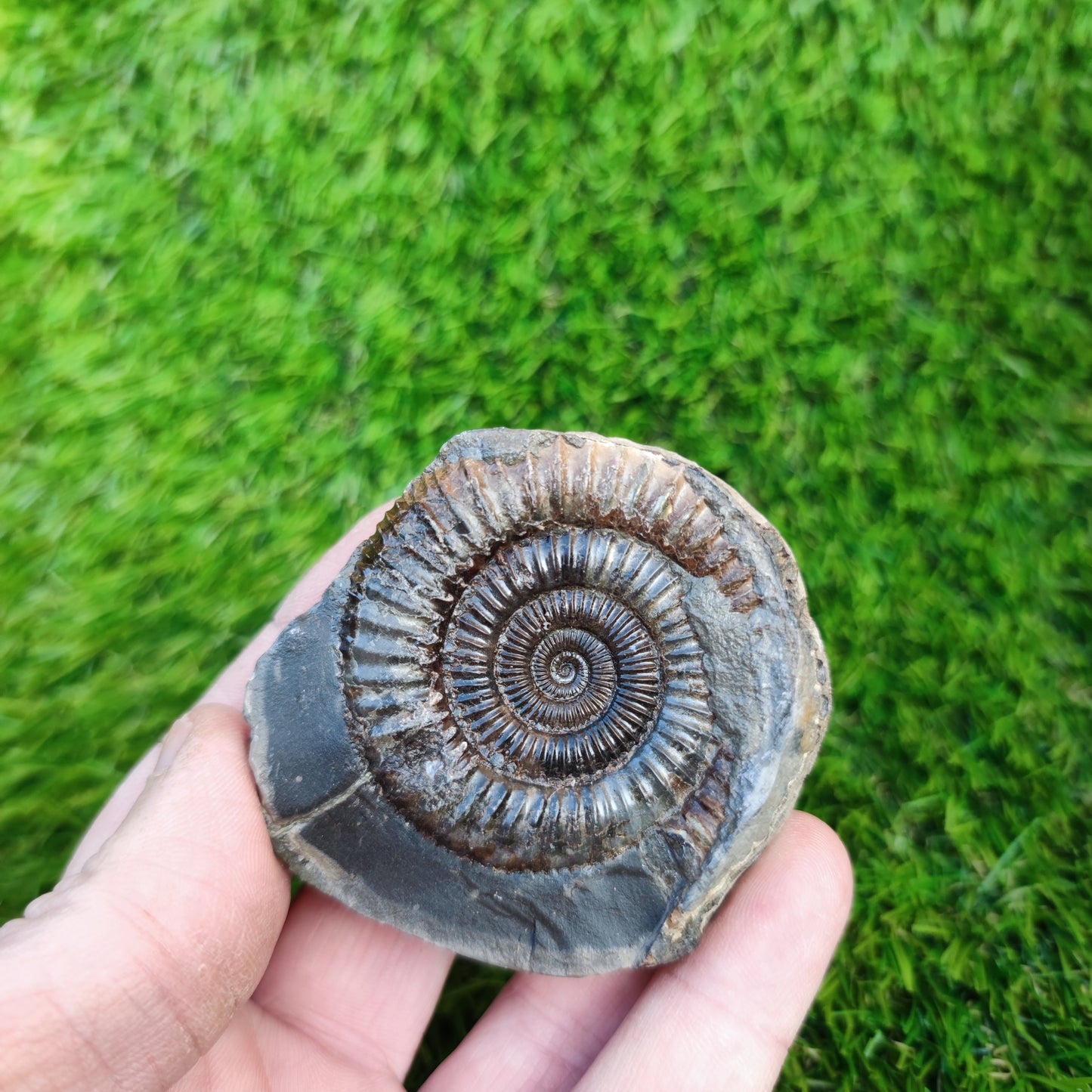 Ammonite fossil Dactylioceras Whitby Yorkshire