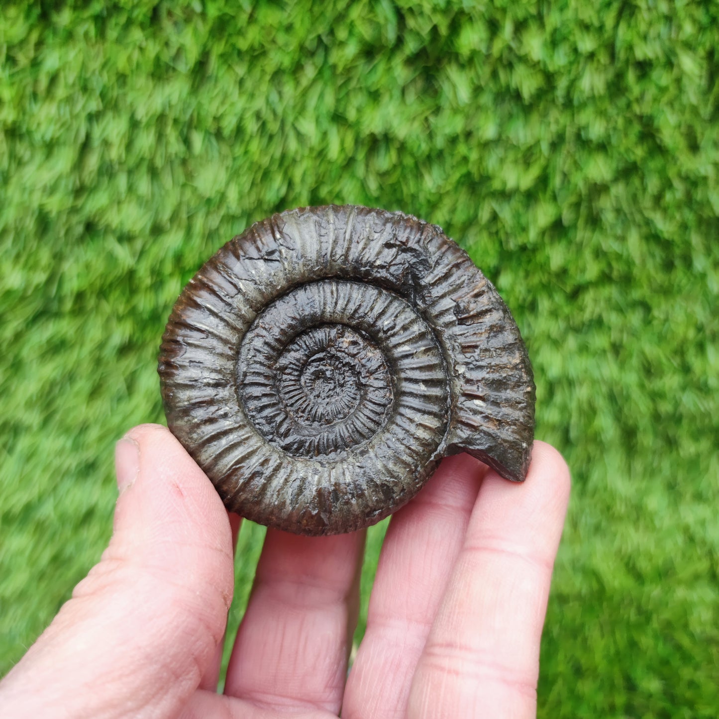 Whiitby fossil Jurassic coast ammonite